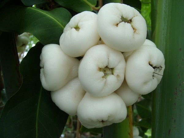 fruit blanc