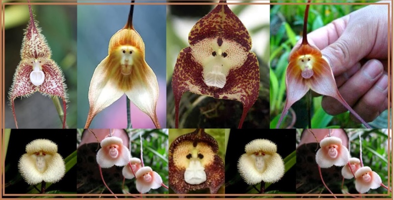 Monkey Orchid