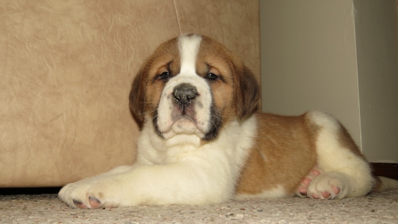 Short Haired Saint Bernard Puppies For Sale Goldenacresdogs Com