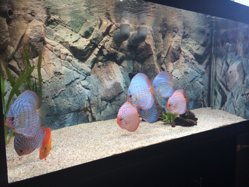 Aquarium 300l avec 9 discus