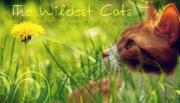 The Wild Warrior Cats