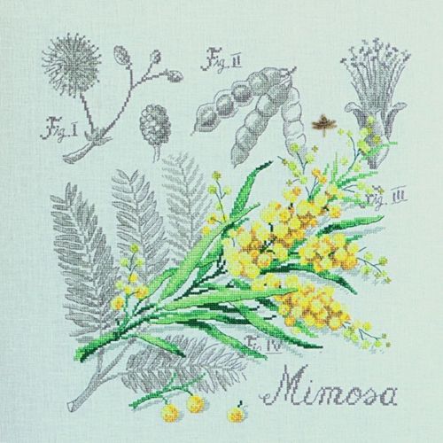 mimosa10.jpg
