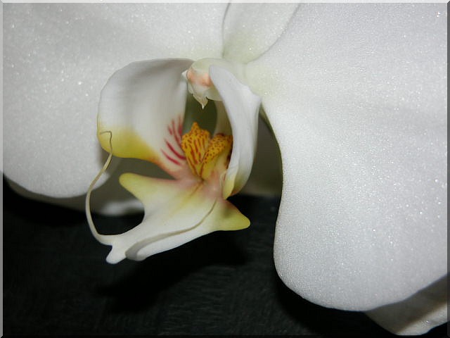 orchid22.jpg