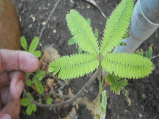 mimosa11.jpg