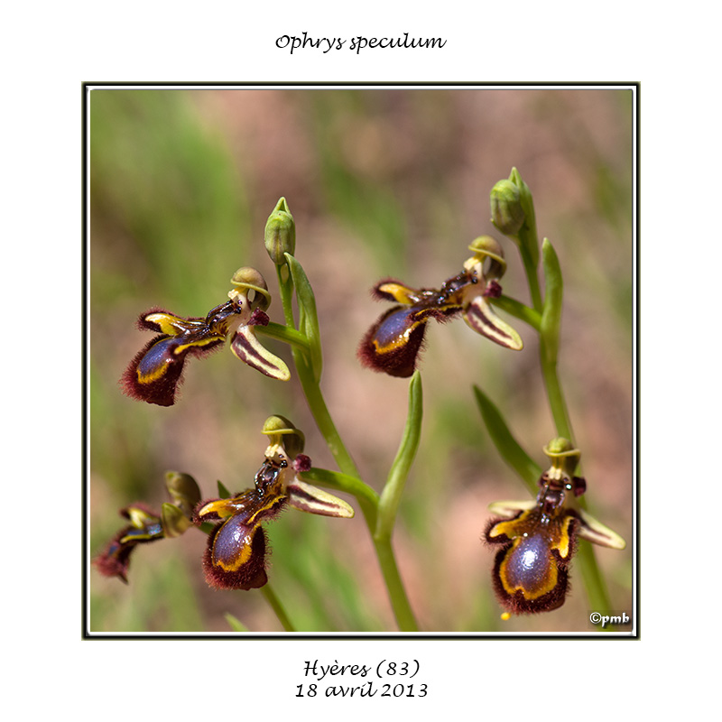 ophrys51.jpg