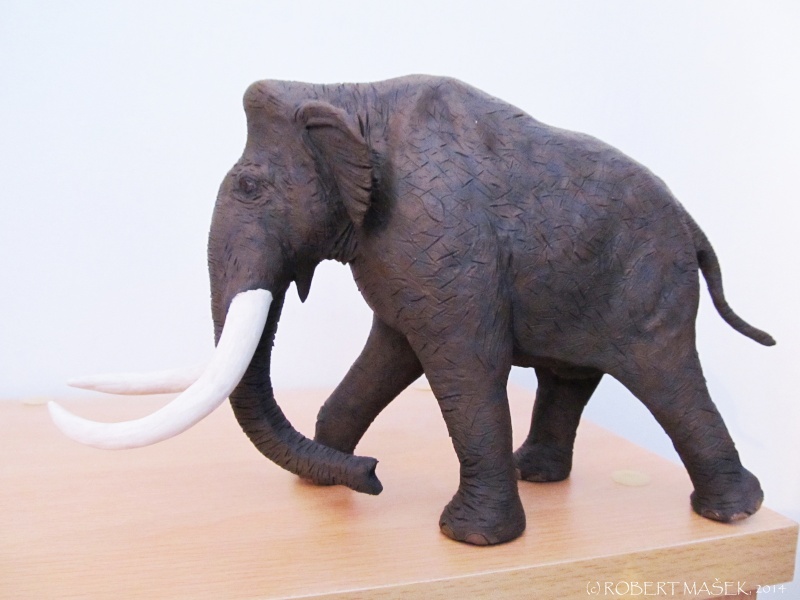 NEW PHOTOS - my friend Robert´s finished Southern mammoth (Mammuthus ...