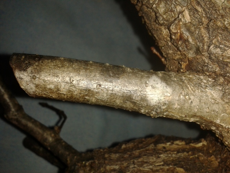 White spots on trunk and branches.