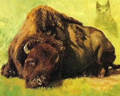 bison-10.jpg