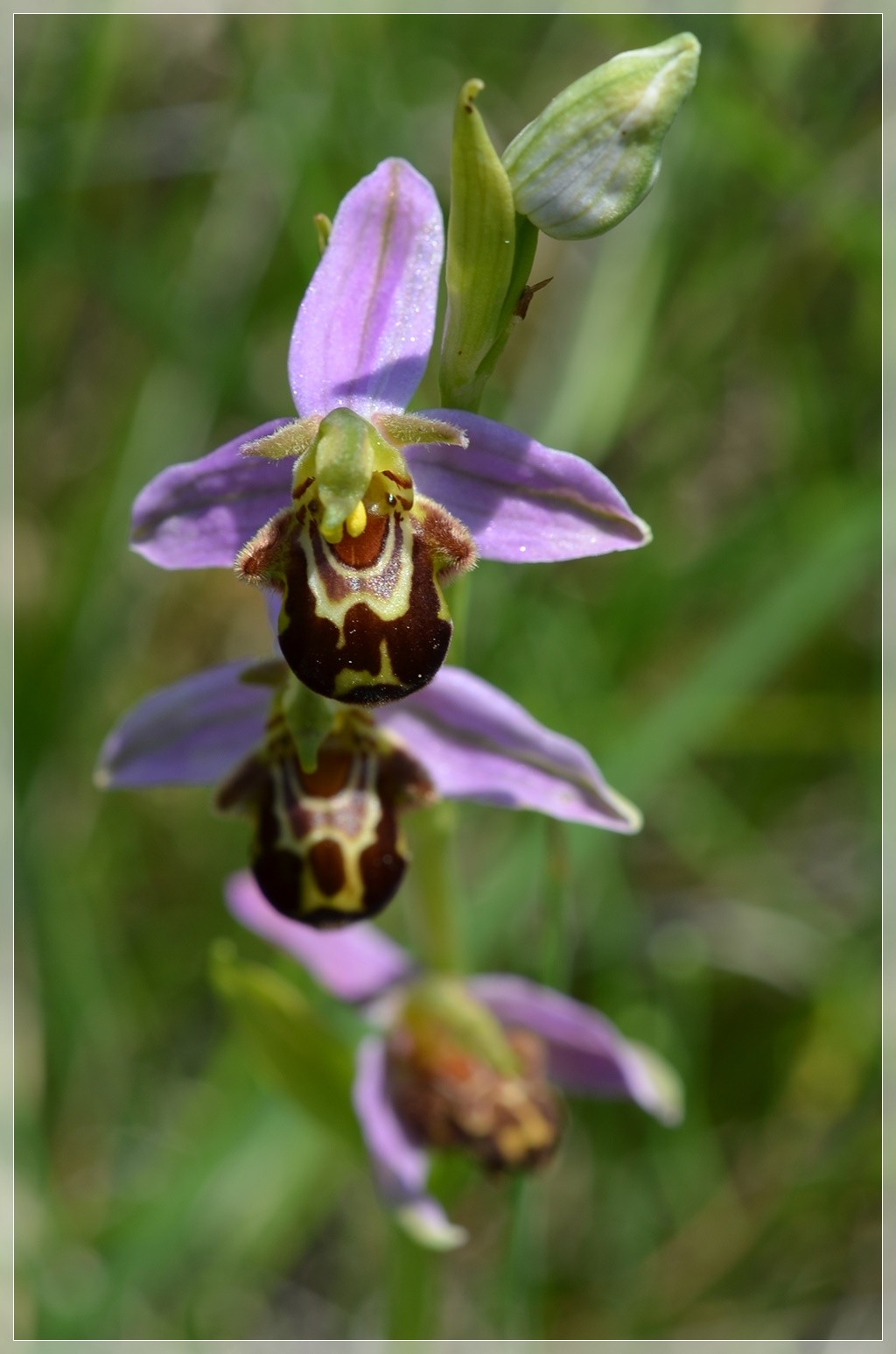 ophrys56.jpg