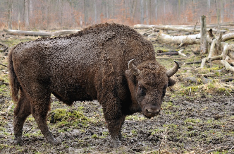 bison_10.jpg