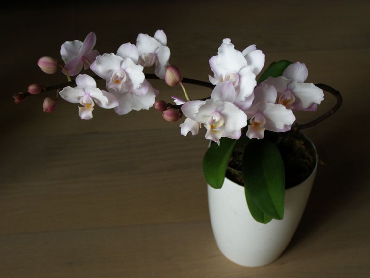 Сакура орхидея фото описание